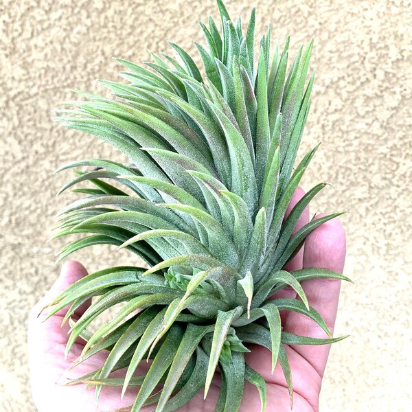 Tillandsia Ionantha Mad Max Rare Air Plants