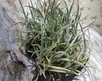 Tillandsia Crocata v Tristis Clump