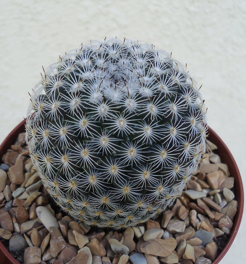 Mammillaria Elegans Cactus