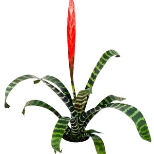 Large Vriesea Splenriet Flaming Sword Houseplant 12-18" Tall in 4" Pot