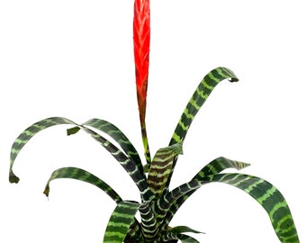 Large Vriesea Splenriet Flaming Sword Houseplant 12-18" Tall in 4" Pot