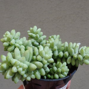 Donkey Tail Succulents Sedum Morganianum 4 Pot image 2