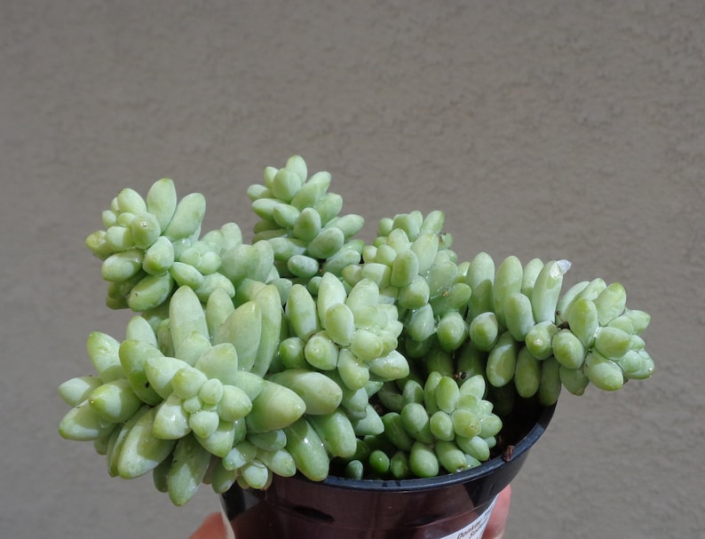 Donkey Tail Succulents Sedum Morganianum 4 Pot image 2