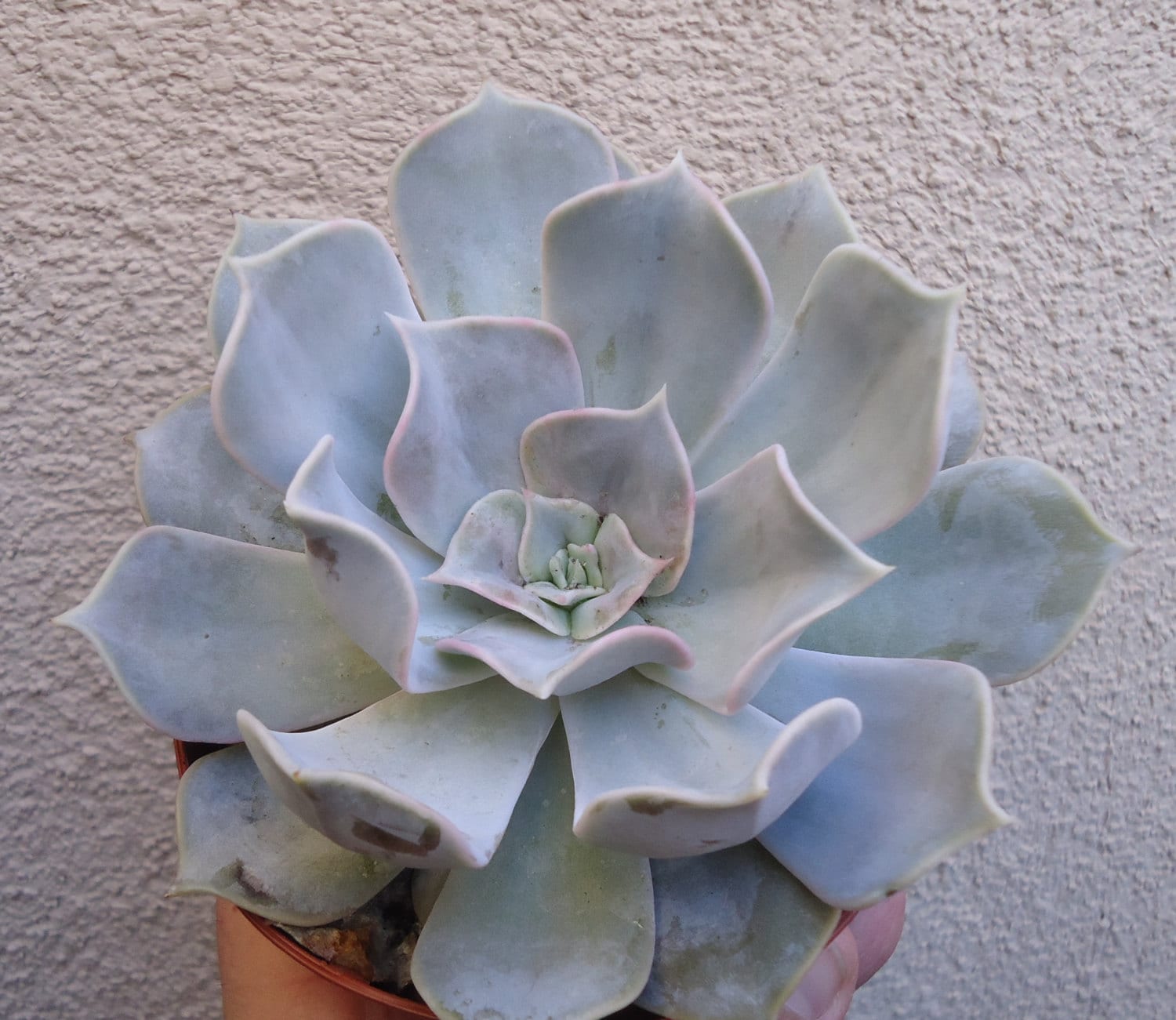 Large Ghost Echeveria Echeveria Lilacina Succulents in 4" Pot