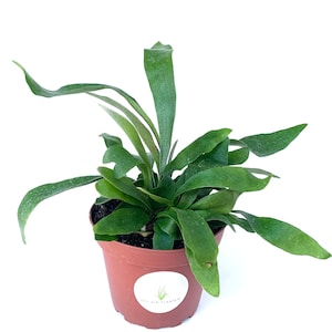 Staghorn Fern Platycerium Bifurcatum &#39;Netherlands&#39; Rooted Potted Fern Houseplant