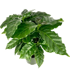 Coffee Plant Coffea Arabica Easy Air Purifying House Plants, 4&quot; Pot