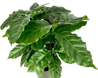 May include: A potted coffee plant with lush green leaves. The plant is in a brown plastic pot.