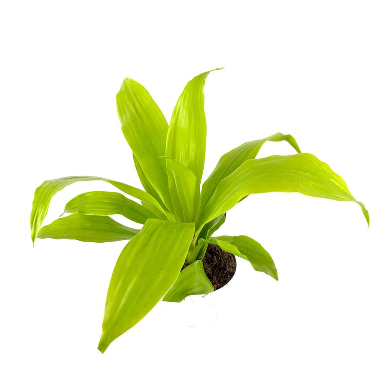CTS Air Plants Dracaena Limelight House Plant - Thumbnail 4