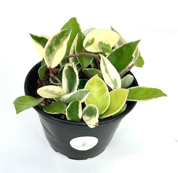 Buy Hoya Krimson Queen | Variegated Wax Plant for Sale 6" Pot
