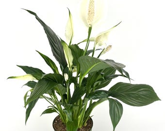 Peace Lily Spathiphyllumtall Air Purifying Houseplant - Etsy
