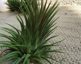 Tillandsia Ionantha Rosita Air Plants Giant Clone