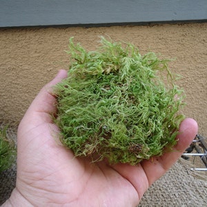 Green sheet moss for terrariums and orbs.