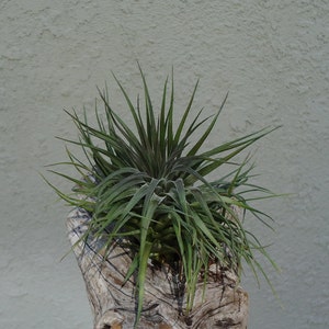 Tillandsia Stricta v Compacta Air Plants image 2