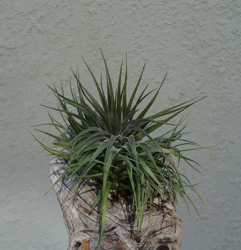 Tillandsia Stricta v Compacta Air Plants image 2