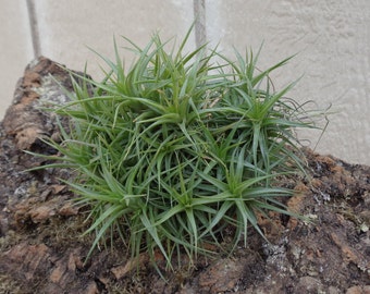 Tillandsia Aeranthos Miniata "Mini Me"  Ball/Clump 3"-4"