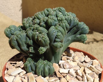 Ming Thing Cactus Cereus Forebesii Monstrose