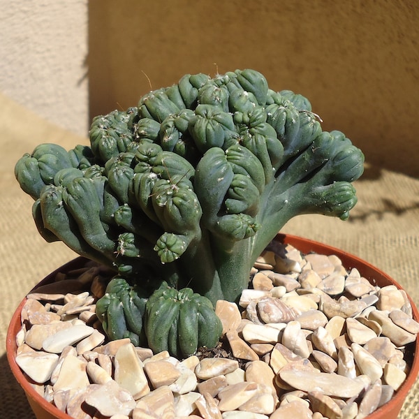 Ming Thing Cactus Cereus Forebesii Monstrose