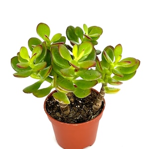 May include: A small potted succulent plant with green and red leaves. The plant is in a brown plastic pot.