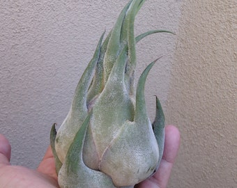 Large Tillandsia Seleriana Air Plants