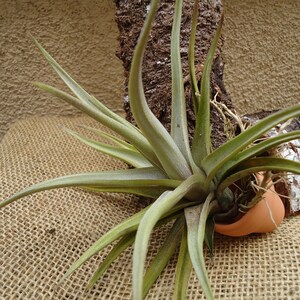 Tillandsia Xiphioides Air Plants image 5