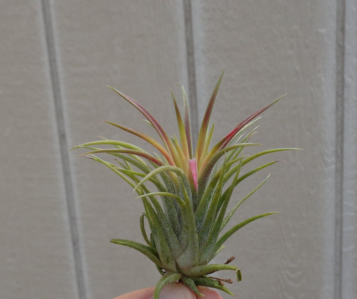 mardi gras air forces