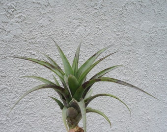 Tillandsia Roezlii Air Plants