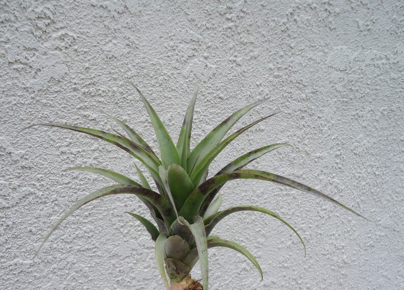 Tillandsia Roezlii Air Plants image 1