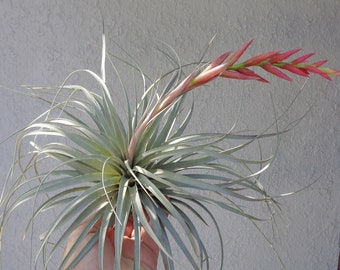 Tillandsia Eltoniana Air Plants