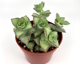 String of Buttons Pagoda Succulent Crassula Perforata Hybrid, 4" Pot