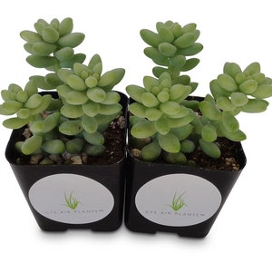 Donkey Tail Succulents Cluster Sedum Morganianum 2 Pack in 2&quot; Pots