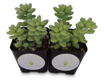 Donkey Tail Succulents Cluster Sedum Morganianum 2 Pack in 2" Pots