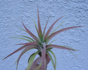 Tillandsia Velutina