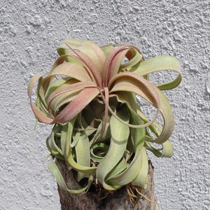 Tillandsia Streptophylla Guatemala Air Plants