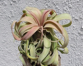 Tillandsia Streptophylla Guatemala Air Plants