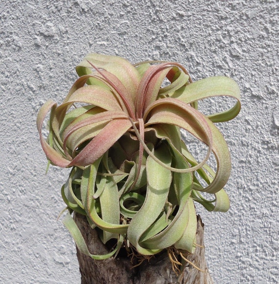 ブロメリア・エアープランツ Tillandsia sp. Mexico チランジア・イオナンタ・メキシコ T. ionantha 'Mexico' （No.5071