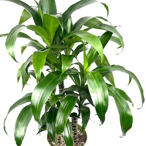 May include: A Dracaena fragrans plant with long, glossy, vibrant green leaves growing from thick, woody, cane-like stems. The plant is potted in a solid light green plastic container filled with soil, showcasing a lush, upright foliage structure.