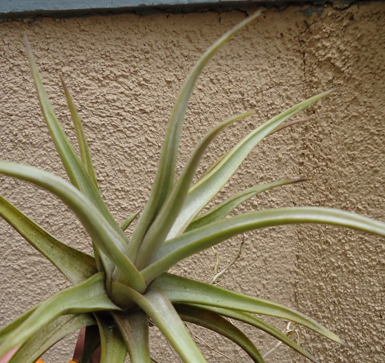 Tillandsia Xiphioides Air Plants image 4