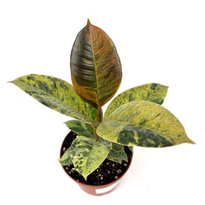 Ficus Shivereana Moonshine Live Potted House Plants Air Purifying