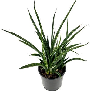 Sansaveria Fernwood Mikado, 5&quot; Pot