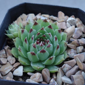 Sempervivum Calcareum Succulents image 4