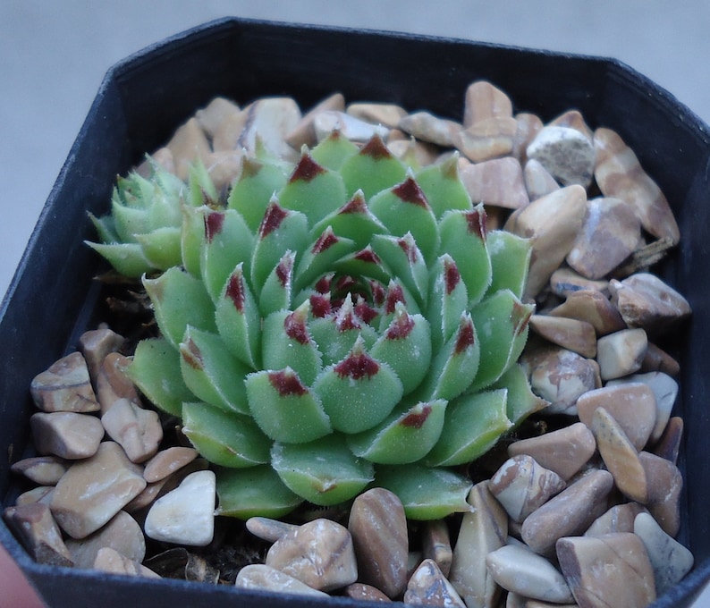 Sempervivum Calcareum Succulents image 4