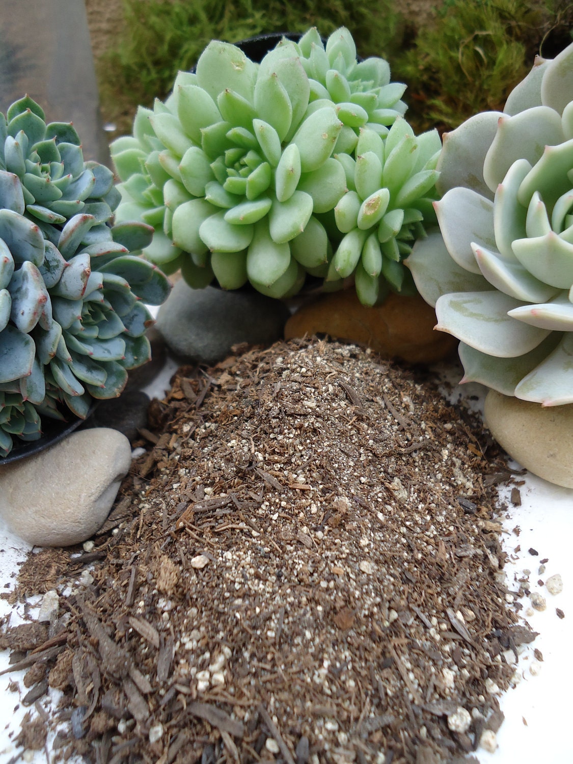 3LB. Succulent Soil Blend FREE SHIPPING Etsy