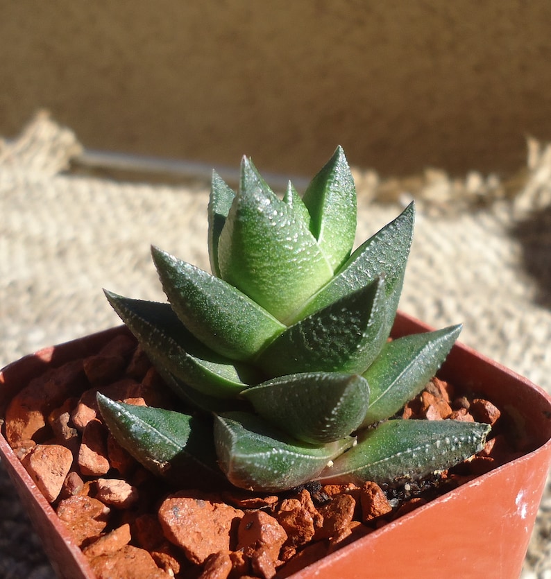 Haworthia Resendeana