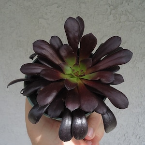 Aeonium Black Rose Succulents Aeonium Zwartkop, 4&quot; Pot