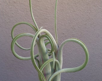 Tillandsia Intermedia Air Plants