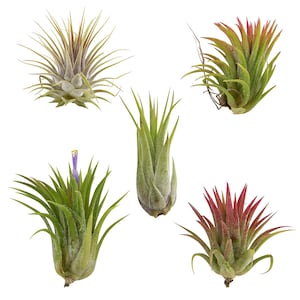 5 Pack Assorted Ionantha Color Changing Air Plants FREE SHIPPING