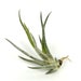 see more listings in the Air Plants/Bromeliads section