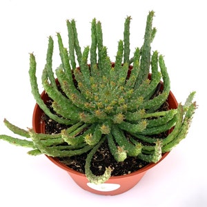 May include: A potted succulent plant with green, cylindrical stems and small, reddish-brown buds. The plant is in a brown plastic pot, set against a white background. The stems have white spots.