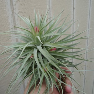 Tillandsia Stricta Stiff Gray Giant Air Plants