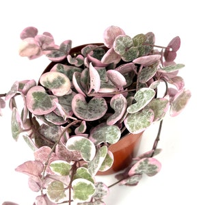 May include: A trailing plant with small, heart-shaped leaves. The leaves are a mix of green and pink with white speckles.